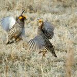 Booming Greater Prairie Chickens